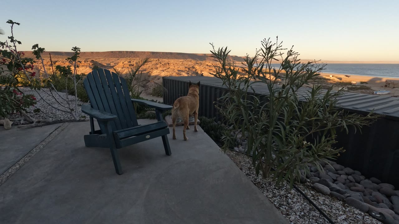 Dog facing ocean from patio near blue chair and plants