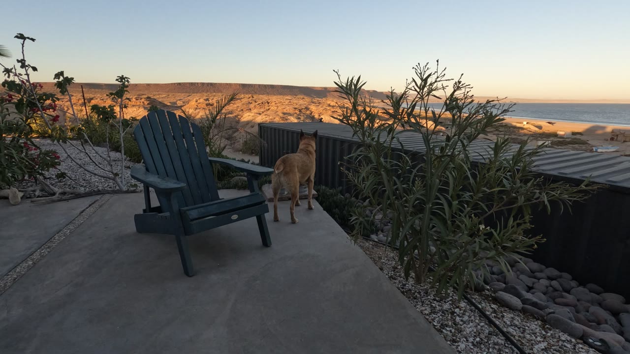 A tan dog remains beside the blue chair on the terrace, framed by tall plants and gravel beds, with golden Baja California hills and ocean in the background.
