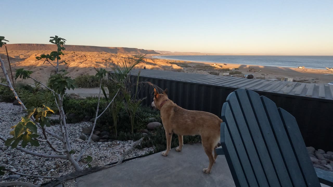 Tan dog stands on a concrete patio in Baja California with a dark chair, plants, gravel, beach, ocean, and sunlit cliffs beyond, with no visible people.