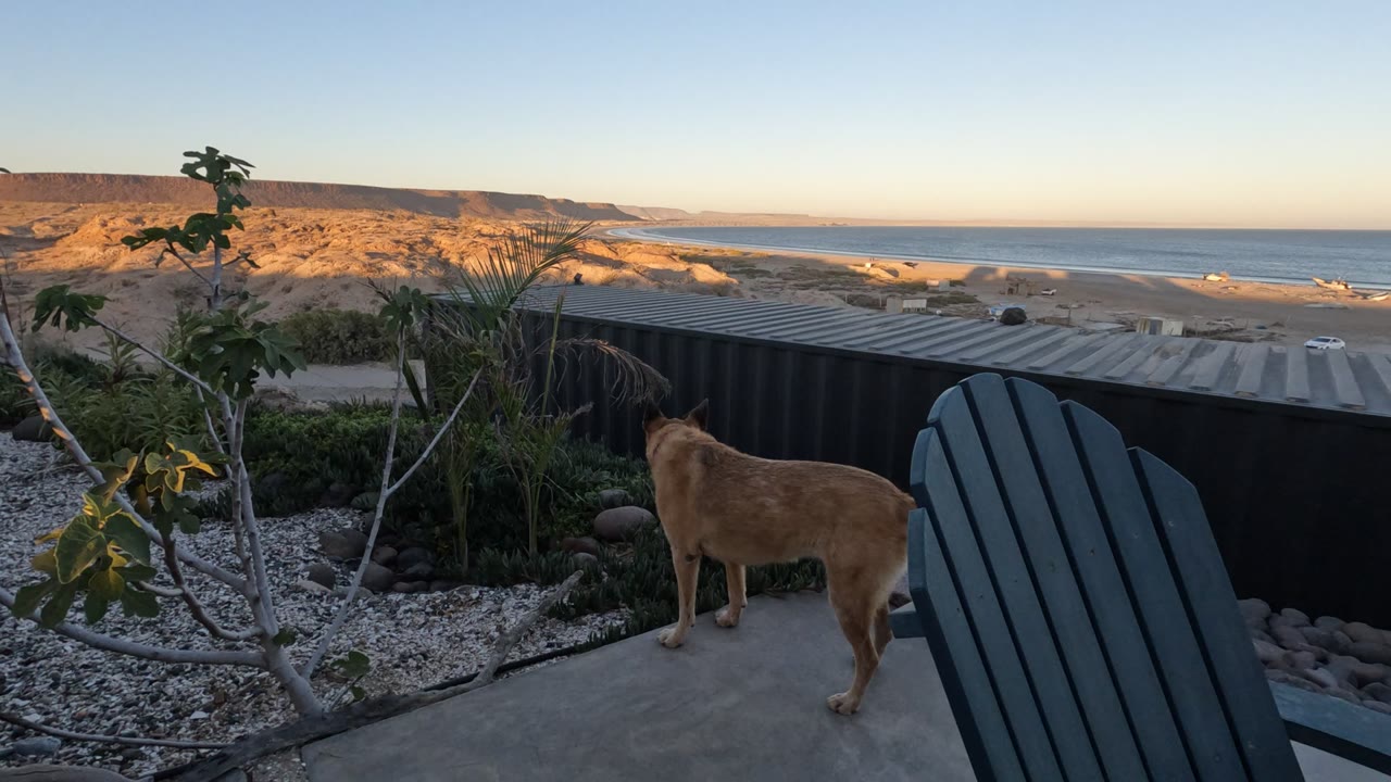 Dog looking toward the ocean from a patio with chair and plants.