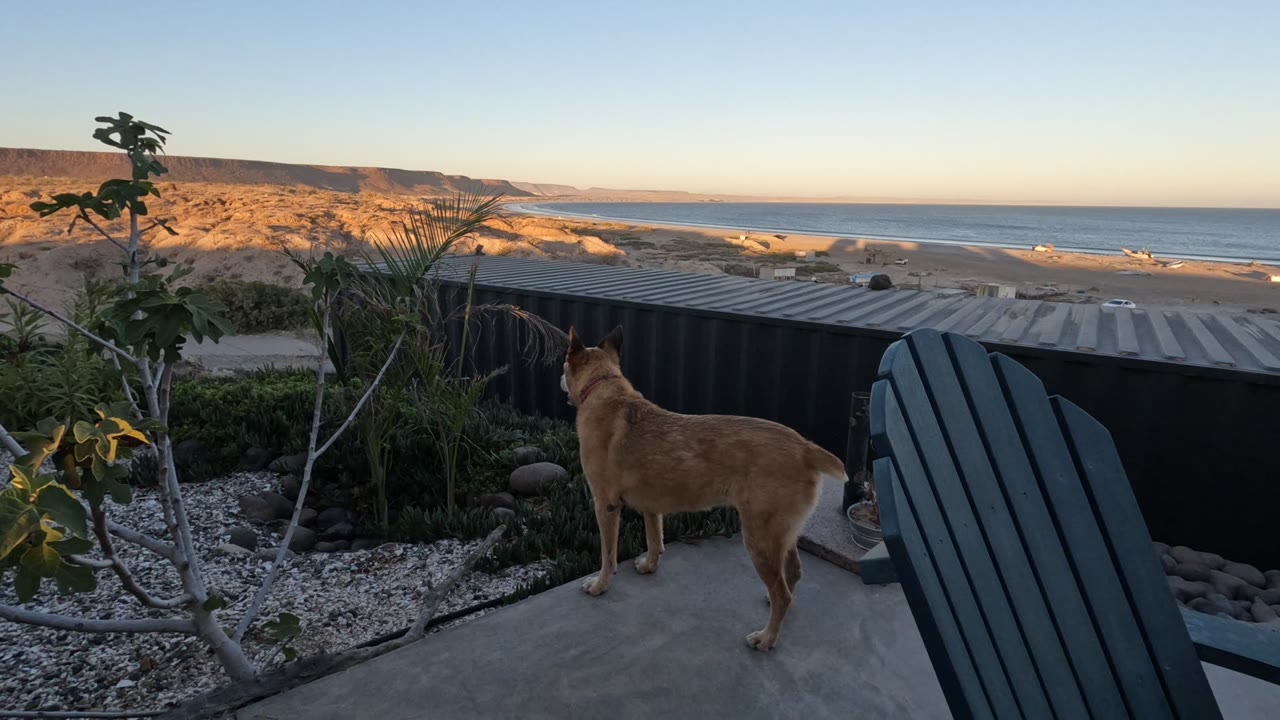 A tan dog stands beside the patio edge in Baja California as the dark chair dominates the foreground and the sandy beach, ocean horizon, and cliffs sit behind it, with no visible people.