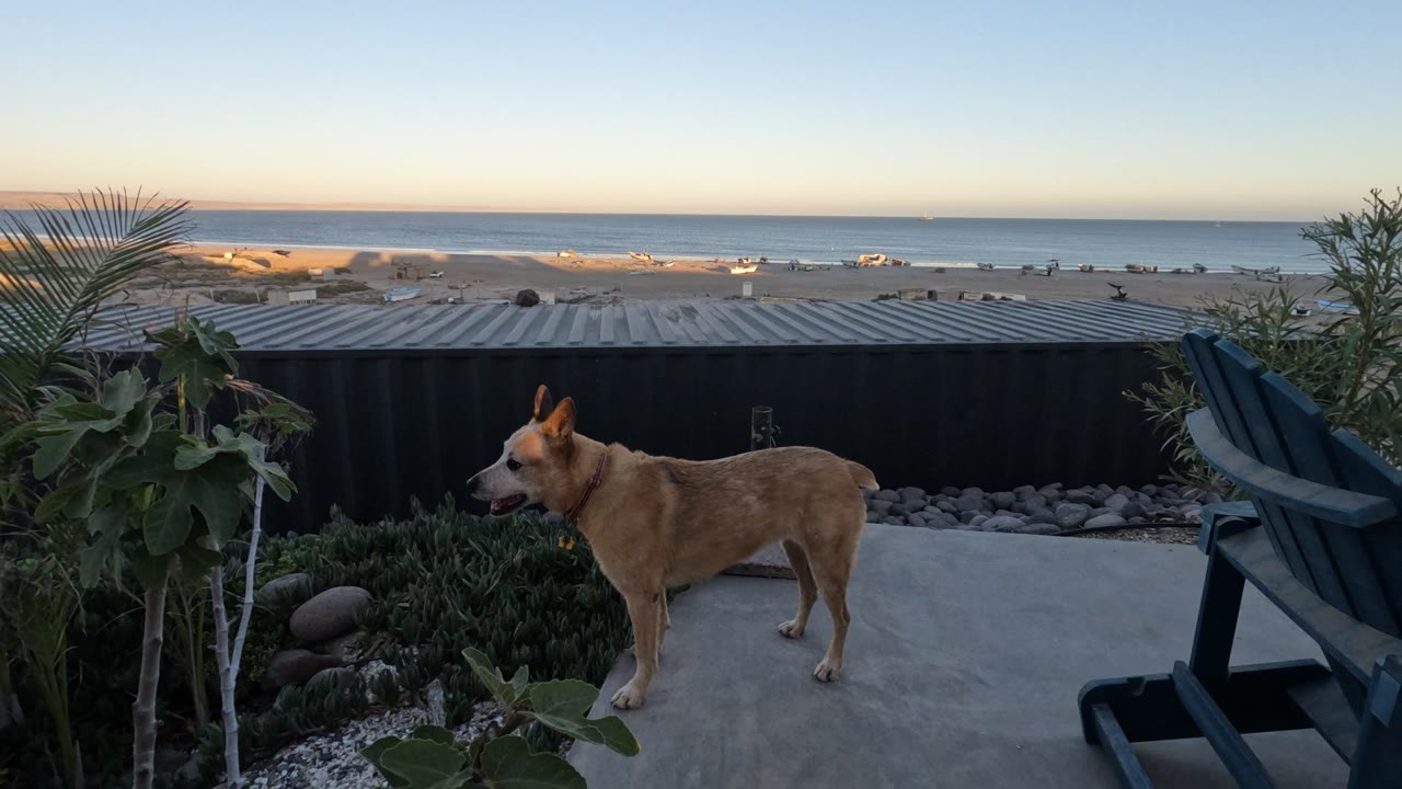 At the opening moment in Baja California, Mexico, a tan dog stands on a concrete patio near green plants and a dark chair, with beach and ocean in the background and no visible people.