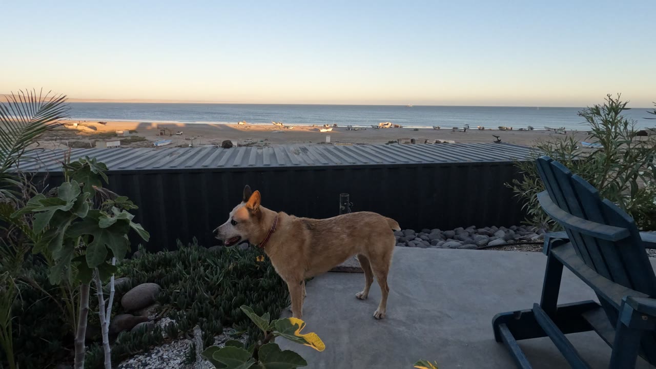 Dog on concrete patio beside plants and a dark chair with ocean beyond a low wall.