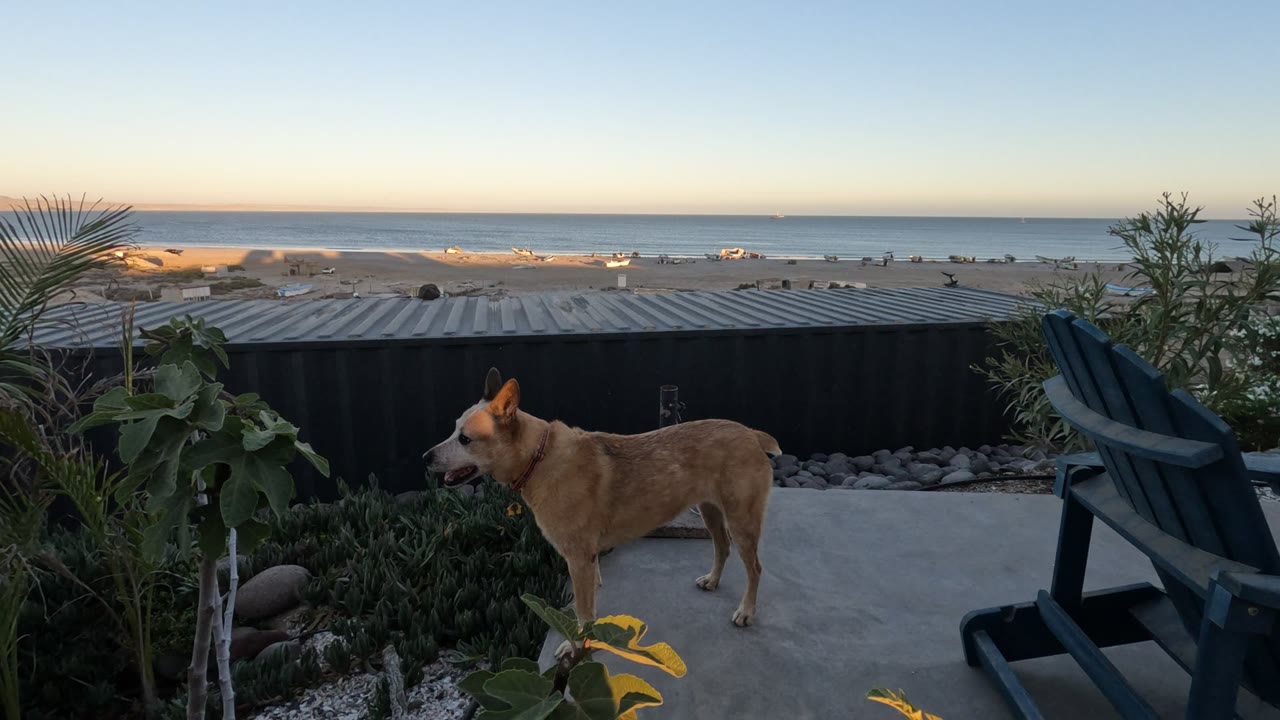 At 0:02 in Baja California, Mexico, the dog remains near the planting bed on the concrete patio, with yellow-green leaves in front, a dark chair to the right, and no visible people.