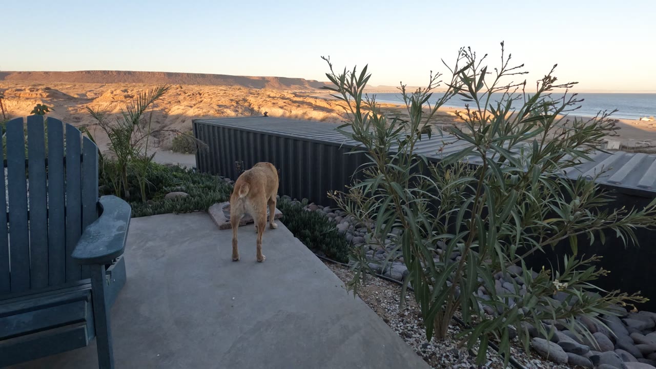 Tan dog stands near the edge of a concrete patio in Baja California, with a dark chair, fence, patio plants, dunes, ocean, and no visible people.