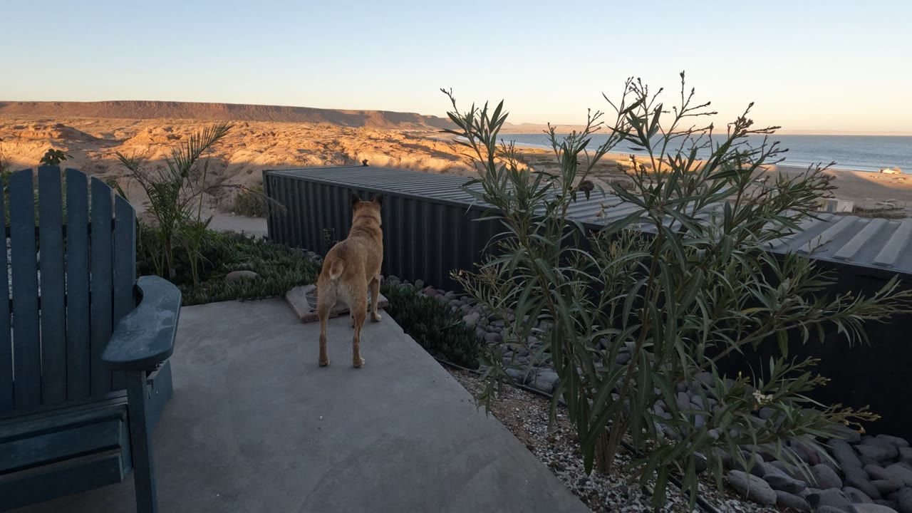 Dog facing outward from patio beside plants and a dark fence.