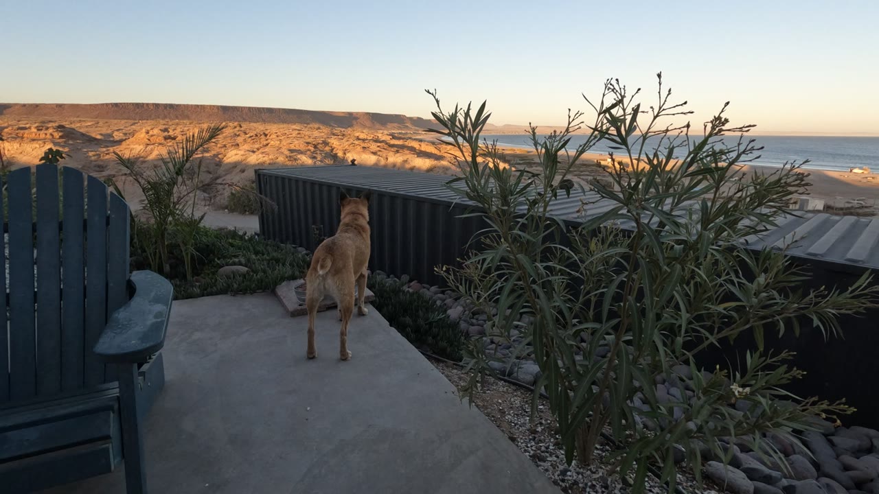 A tan dog stands still on the patio in Baja California, framed by tall foreground plants, dark fencing, a low roofline, sunlit dunes, ocean, and no visible people.