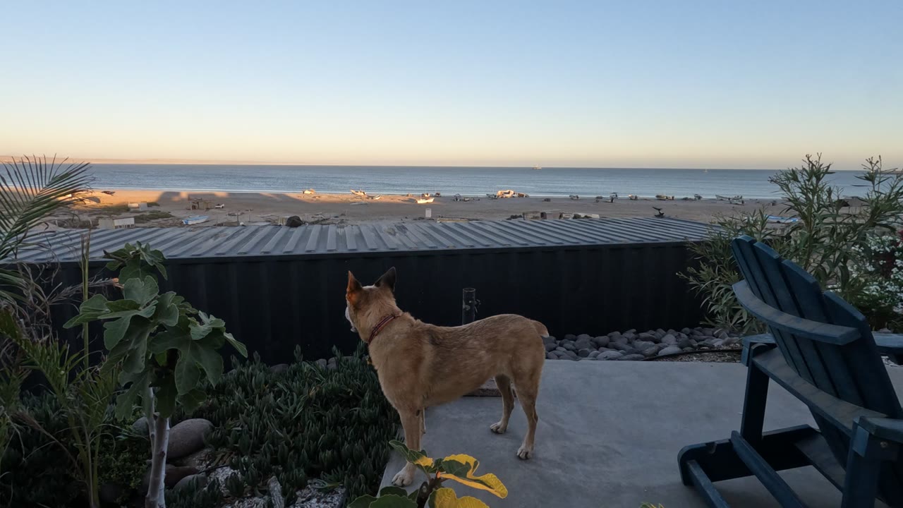 A tan dog stands on a Baja California, Mexico patio facing the ocean beyond a low wall, with plants, a dark chair, beach sand, pale evening sky, and no visible people.