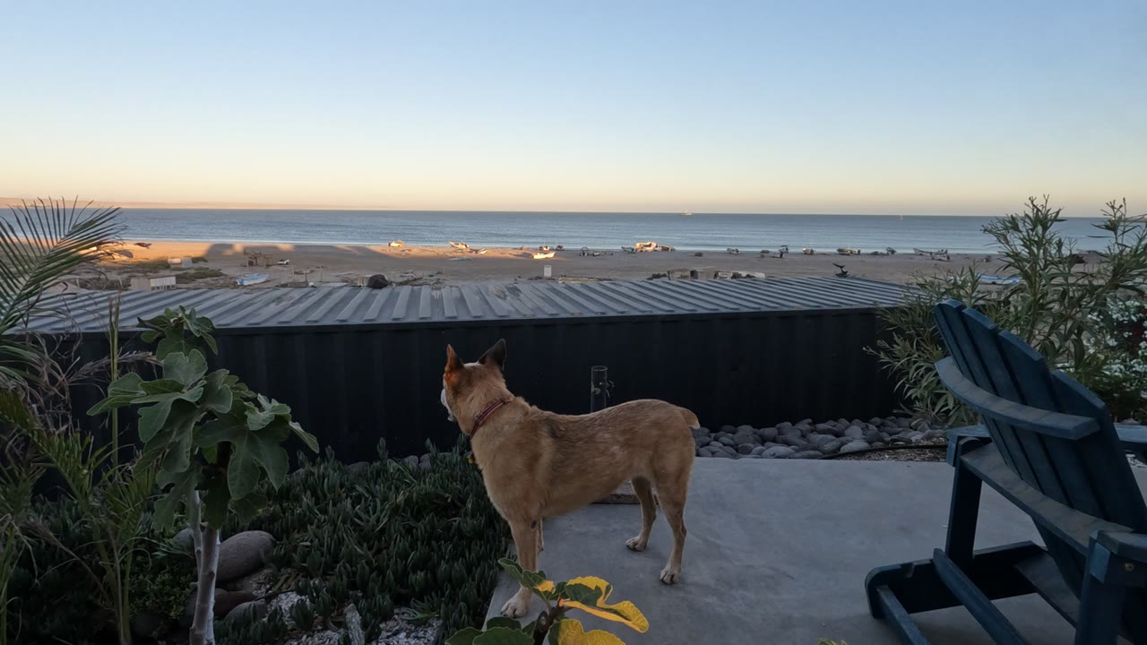 Dog still facing the ocean beside patio plants and chair