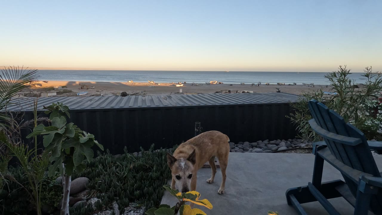 The dog has turned toward the camera on the Baja California patio, with its head lowered near a yellow fabric item, while the ocean, beach, chair, and plants remain visible, and no people appear.