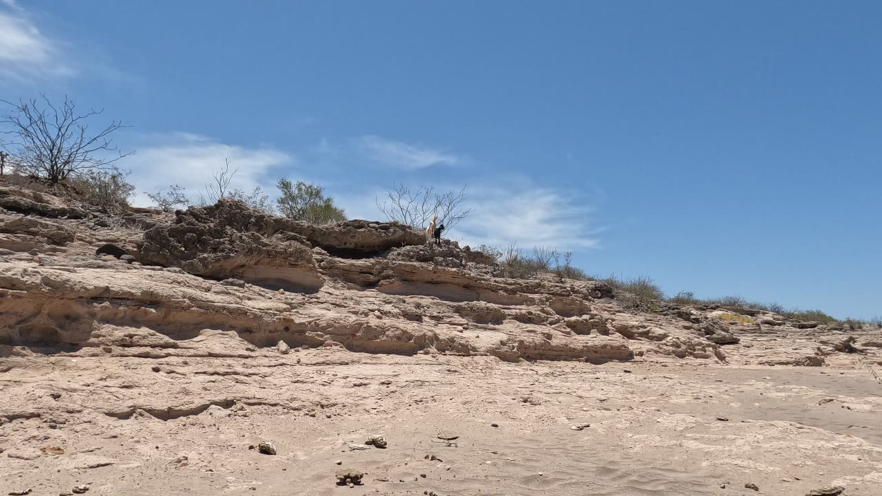 Baja California desert frame with textured sand, scattered small rocks, layered erosion lines, dry shrubs on the ridge, clear blue sky, and no visible people.
