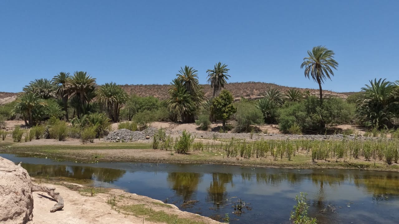 Baja California, Mexico frame with palms grouped across the bank, dark reflections in the water, low desert hills behind, clear sky above, and no visible people.