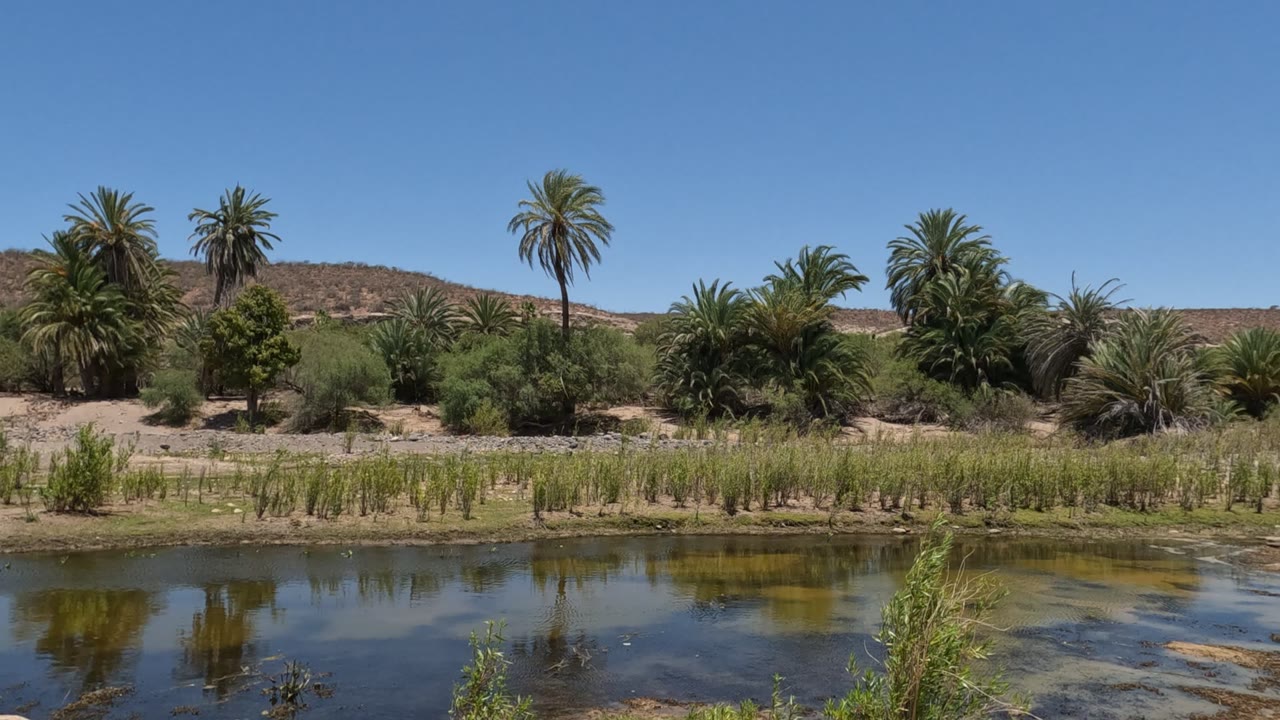 Baja California riverbank view with reflective water in the foreground, a narrow reed line, palms and shrubs across the bank, dry hills behind them, and no visible people.