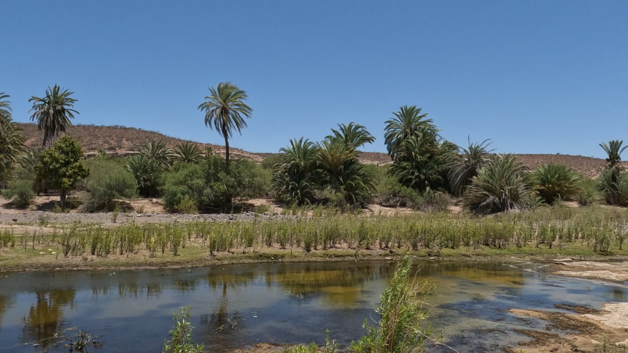 Palm-lined riverbank with reeds and still water in front.