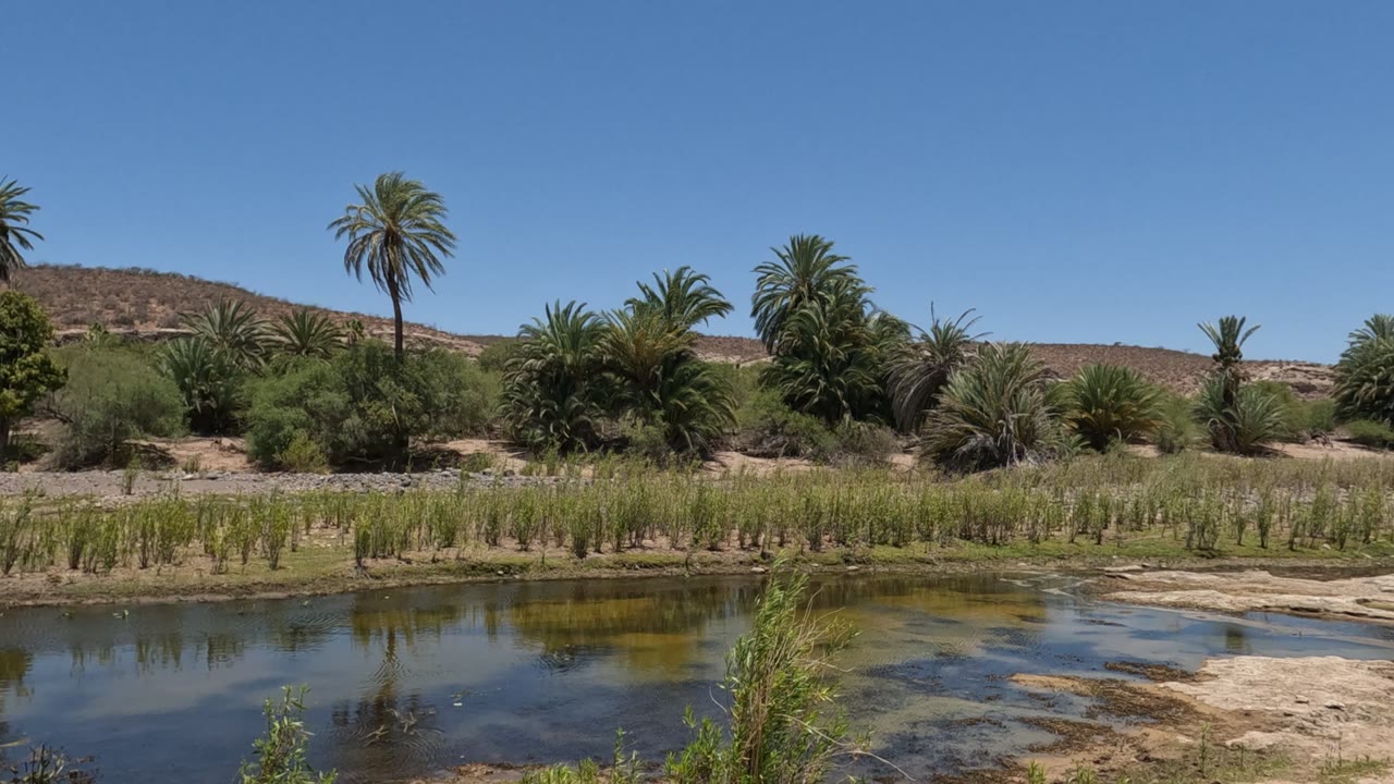 Baja California oasis scene with darker reflective water, small sandy patches at the bank, a row of reeds, clustered palms and shrubs, distant dry hills, and no visible people.