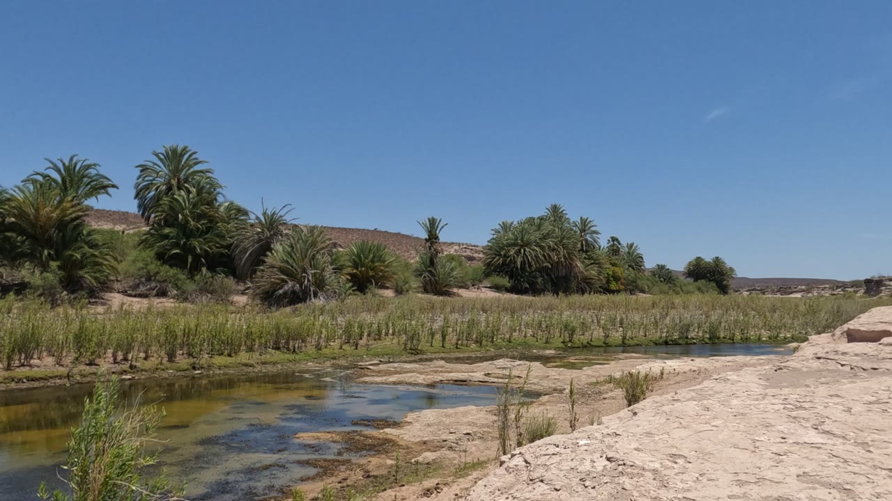 Baja California riverbank view at the start of the clip, with calm water in front, reeds along the edge, palm trees at left, pale sand at right, and no visible people.