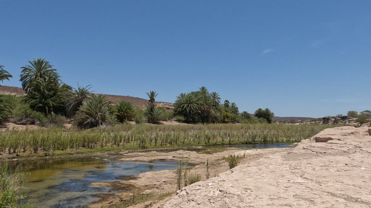 Reeds and palms beside a sandy riverbank under clear sky.