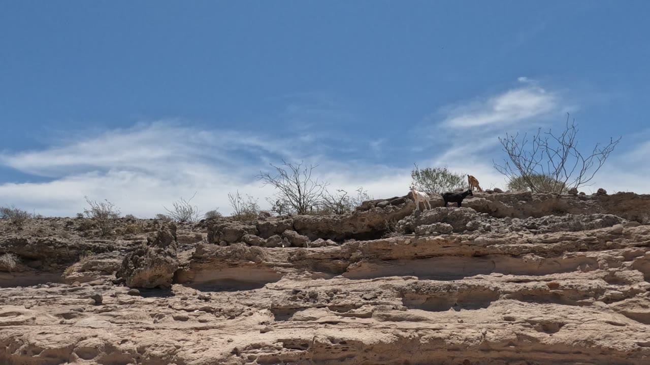A small fox-like animal stands on an upper rocky ledge in Baja California, Mexico, above pale eroded stone and sparse desert shrubs, with no visible people.