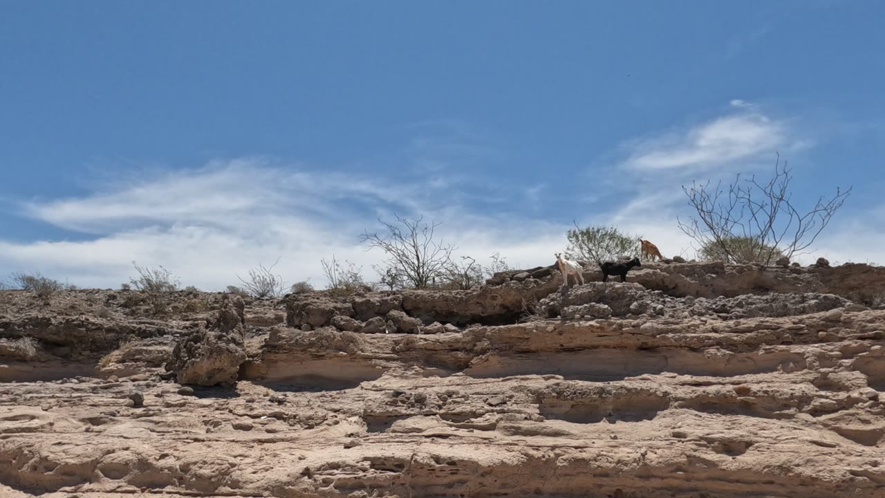 Fox-like animal moving across rocks with desert shrubs behind it.