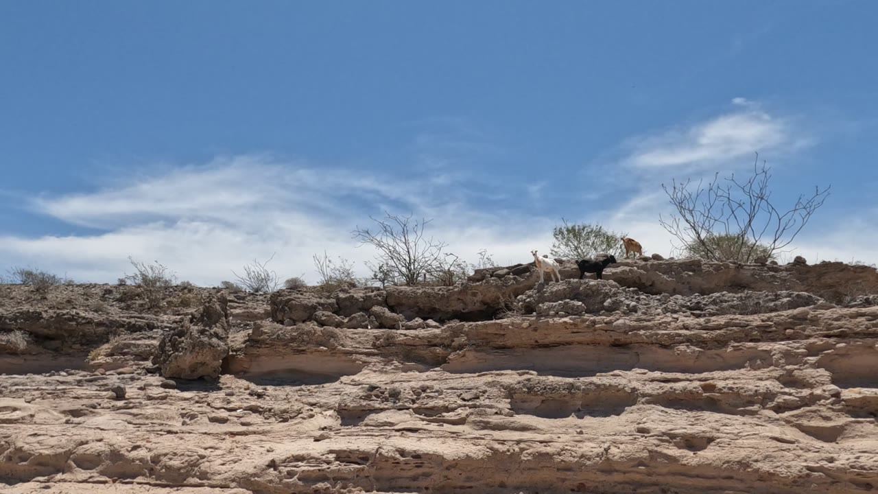 A small fox-like animal appears farther along the rocky ridge in Baja California, Mexico, with bare branches, low scrub, and a wide blue sky in the background, with no visible people.