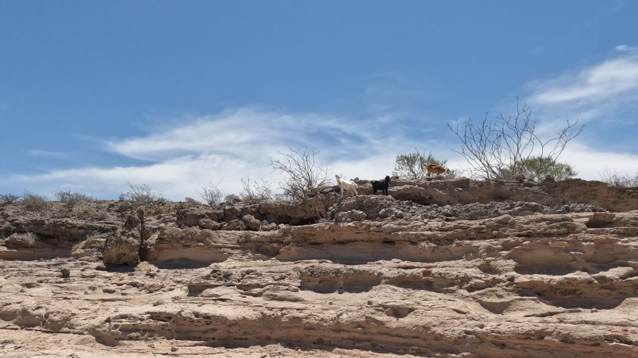 Baja California rocky ridge at the start of the clip, with layered pale earth in front, sparse shrubs on top, and a distant person and dog moving along the ridge.