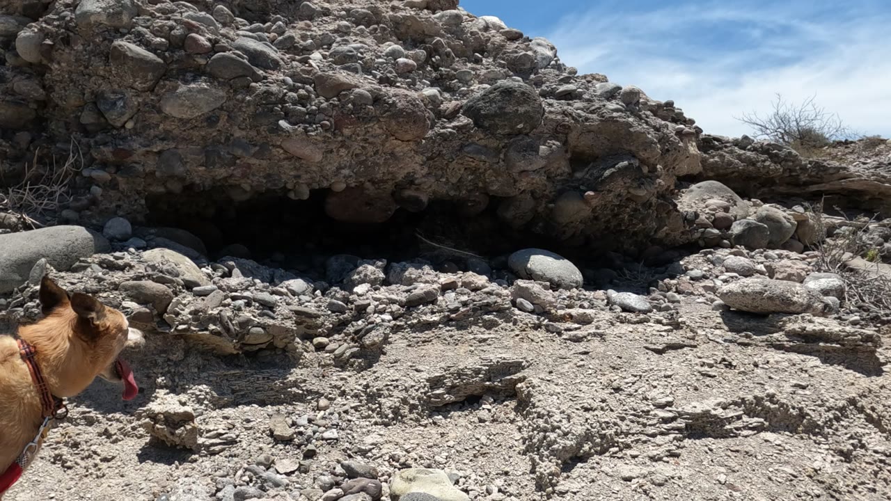 A light brown dog with a collar appears from the left foreground beside the rocky overhang in Baja California, Mexico, with tongue visible and no visible people.