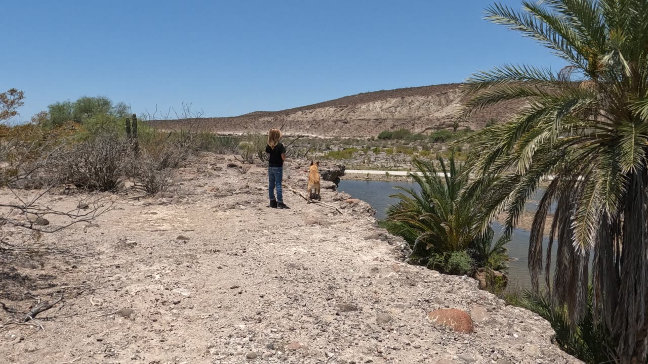 A person and dog stand on a rocky Baja California, Mexico shoreline beside a small waterhole, with a large palm at right and low hills under a clear sky.