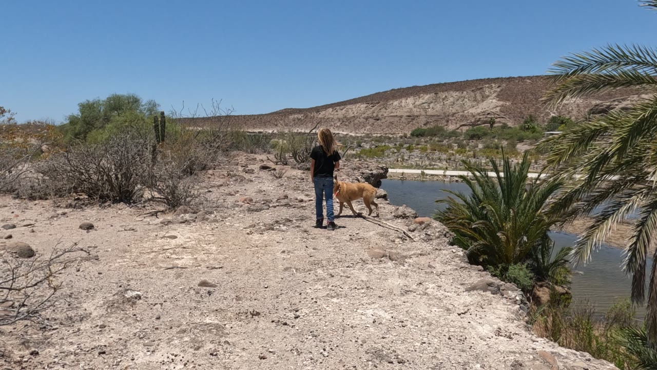 A person and tan dog are grouped near the rocky edge of a small Baja California, Mexico waterhole, with a palm filling the right side and scrub across the dry ground.