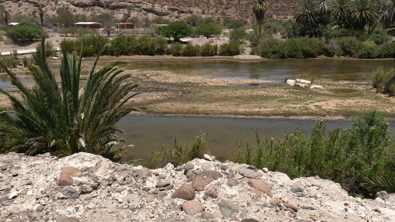 Baja California riverside view from a rocky bank, with palm fronds at left, greenish water below, low scrubby hills beyond, and no visible people.