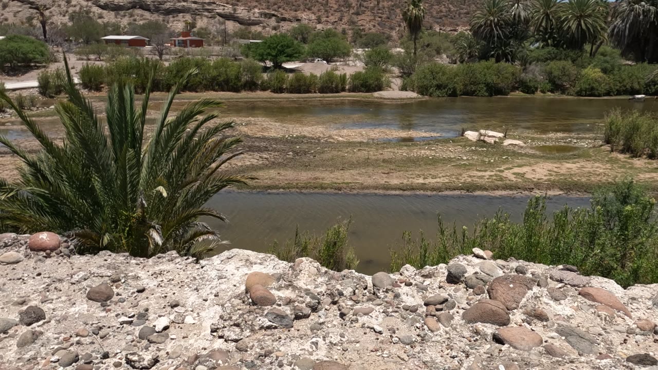 Palm plant beside a shallow river with scrub and hills behind it.