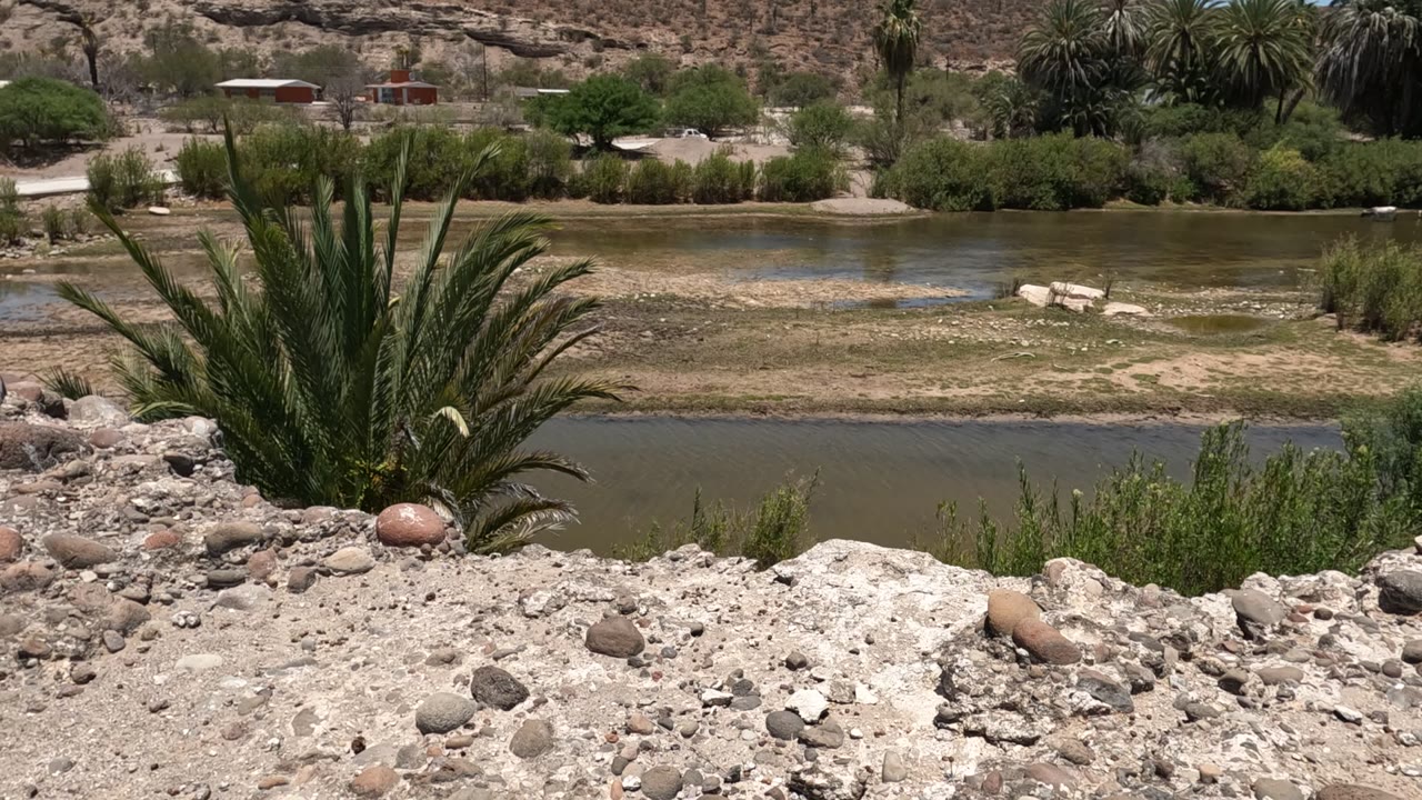 Baja California rocky riverside composition with a palm-like plant near center, scattered stones in the foreground, green water and brush behind it, and no visible people.