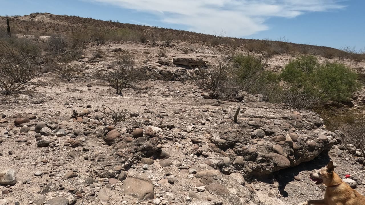 Rocky desert terrain with sparse shrubs and the top of a dog entering at the bottom edge.