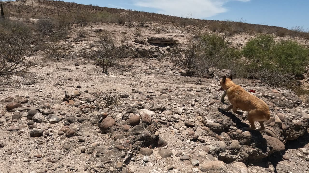 Tan dog crossing the right side of a Baja California desert wash with scattered rocks, dry shrubs, low hillside, clear blue sky, and no visible people.