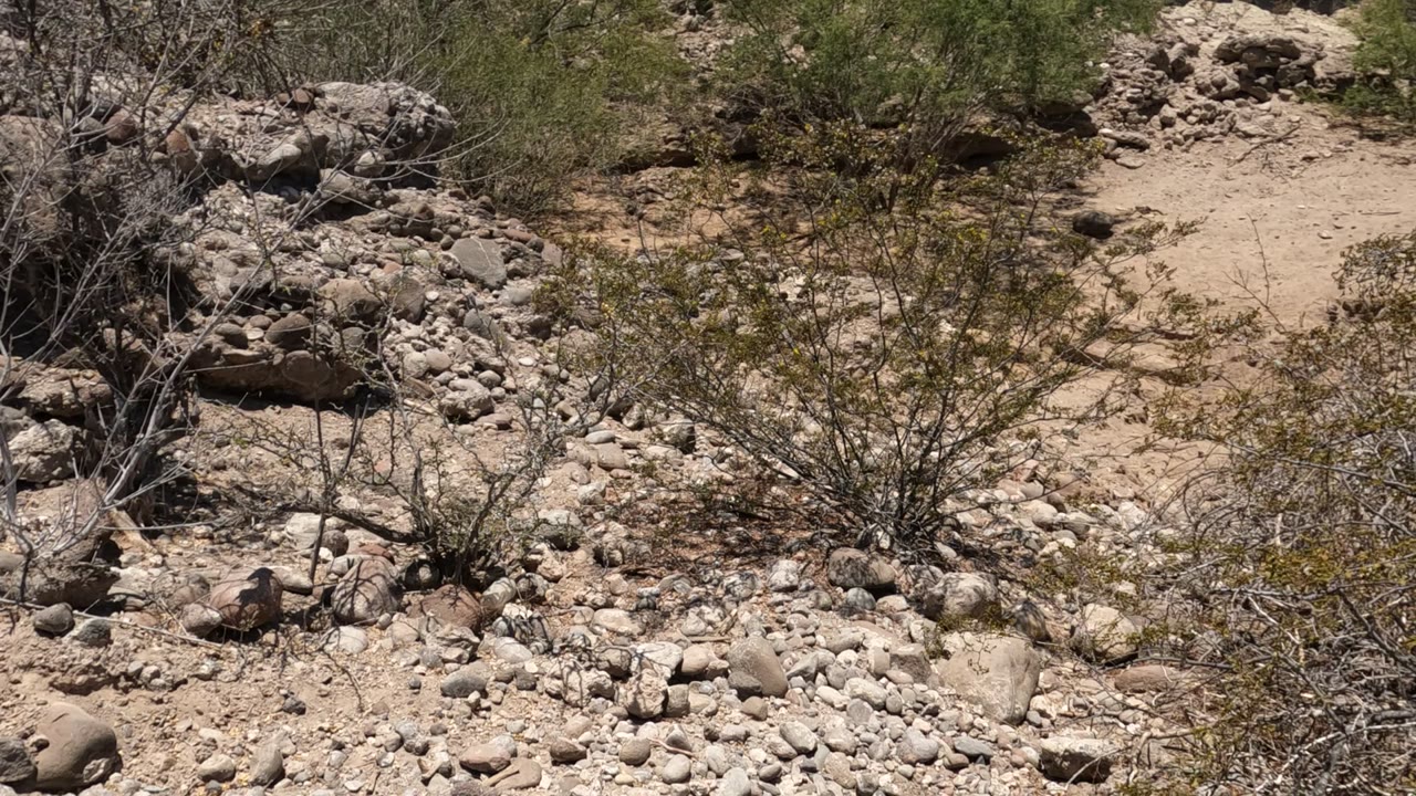 Baja California desert terrain with loose stones, scrub shrubs, sandy bank, and a small dark animal near the lower center, with no visible people.
