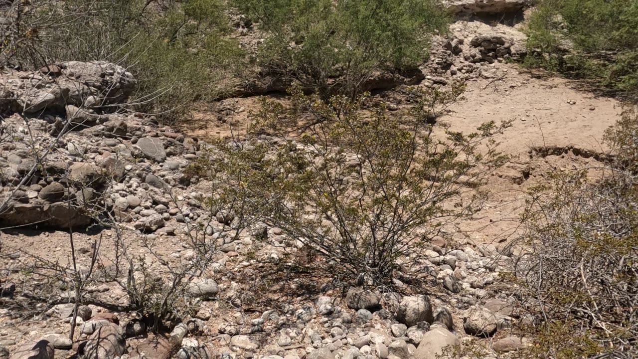 Sandy rocky desert wash with shrubs and eroded stone ledges.