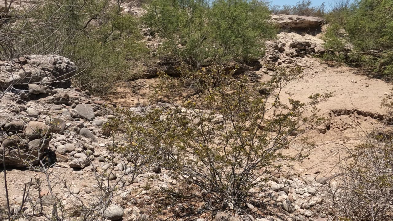 Baja California desert slope with a pale sandy bank at the top, gravel and stones below, and sparse shrubs filling the frame, with no visible people.