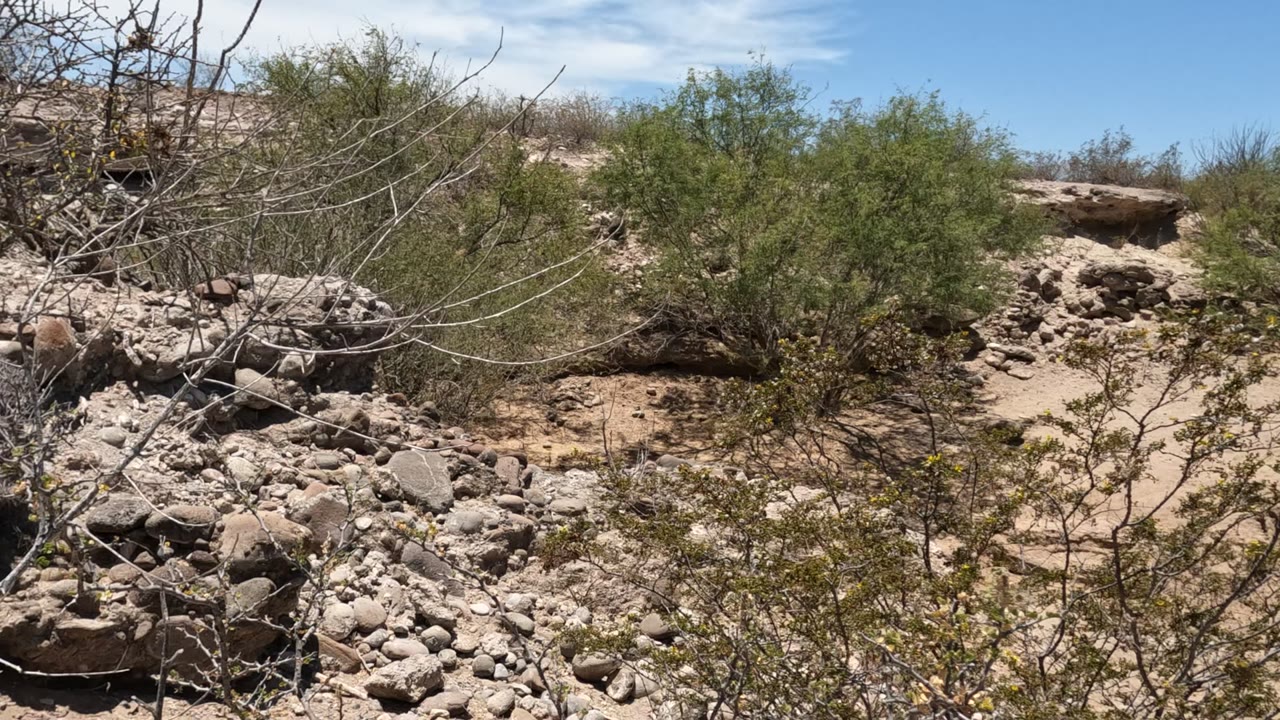 Baja California, Mexico rocky desert ground with sandy soil, scattered stones, dry branches, green shrubs, and no visible people.