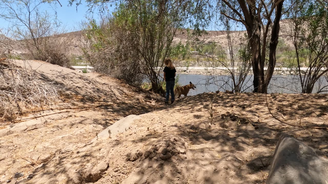 Person and dog paused near brush beside the river.