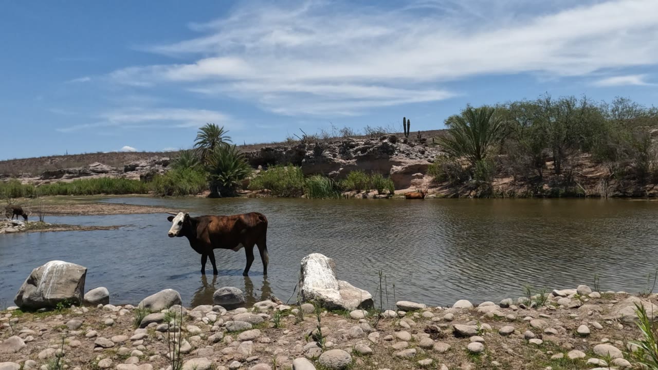 A brown cow with a white face stands in shallow river water in Baja California, Mexico, with foreground rocks, desert shrubs, palms, low hills, blue sky, and no visible people.
