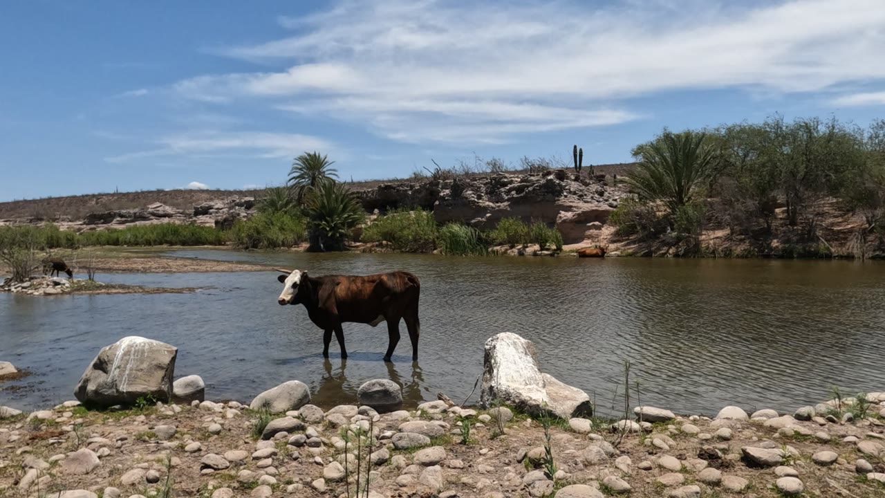 Cow wading near mid-river with ripples and rocks in front.