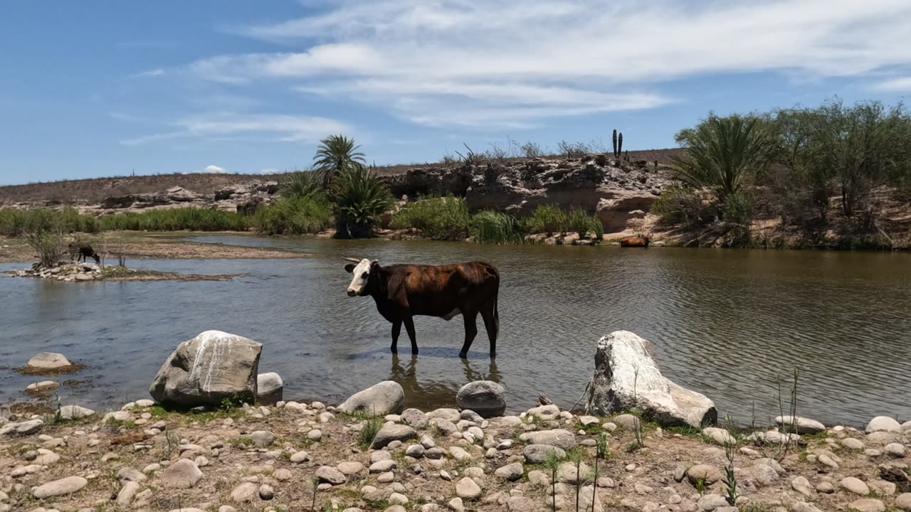 A brown and white cow stands in the shallow water near a large pale foreground rock, with the Baja California riverbank, reeds, palms, low hill, and no visible people behind it.