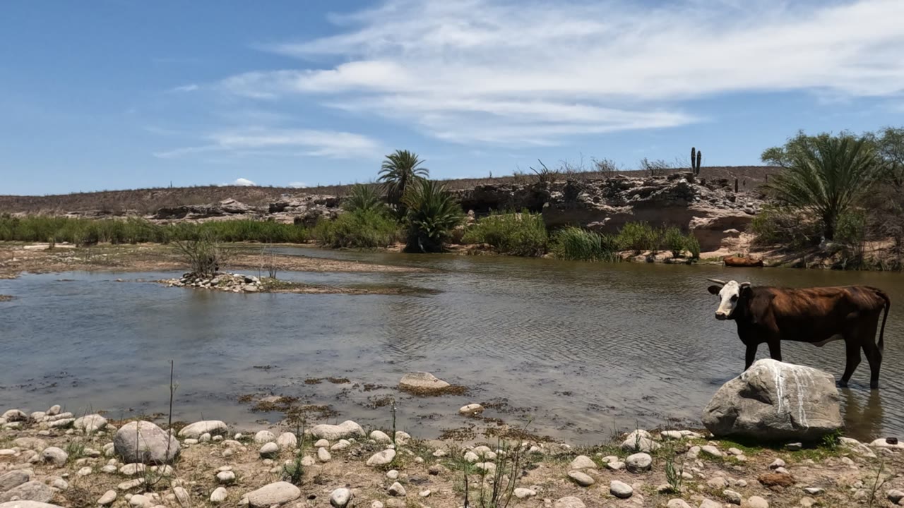 A brown and white cow stands in a shallow river in Baja California, Mexico, with pale rocks in the foreground, scrub and palms across the bank, and no visible people.