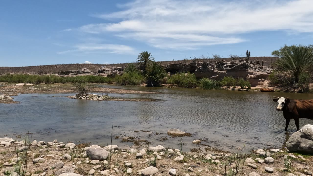 Cow near a river rock with desert vegetation beyond the water.