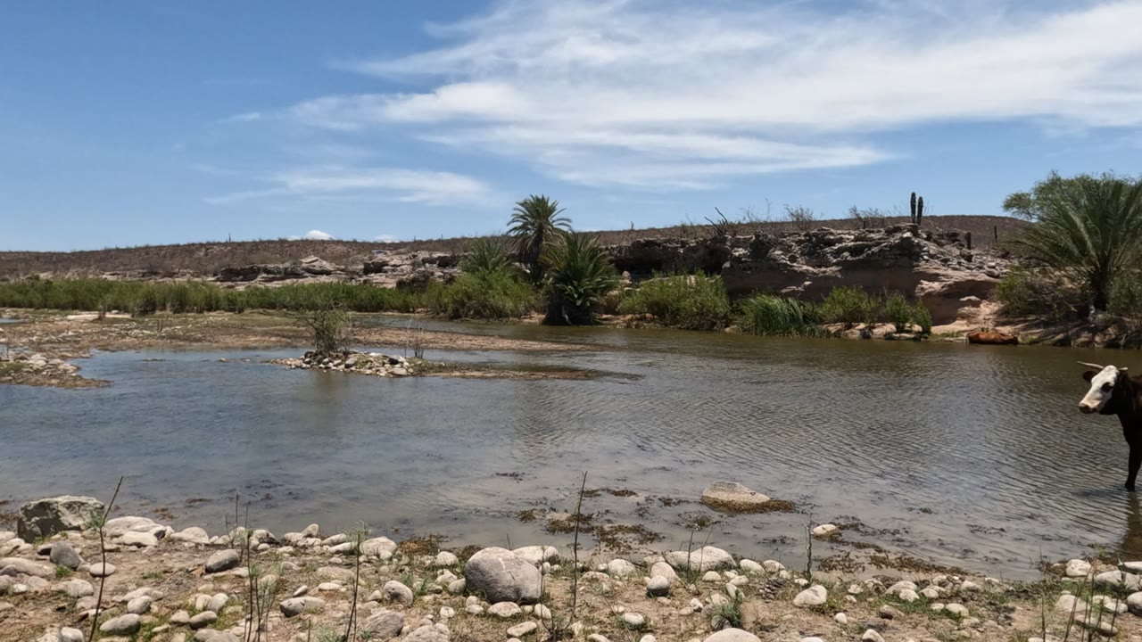 The cow has moved toward the right edge of the Baja California river view, leaving more open water, foreground stones, scrub, palms, and no visible people in the frame.