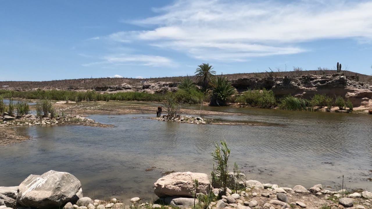 Wide view of a shallow river in Baja California, Mexico, with pale foreground rocks, low green vegetation, a distant person wading near the far bank, and dry hills under a blue sky.
