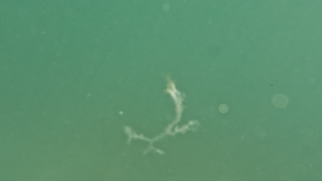 Green underwater frame in Baja California, Mexico with pale branching debris and suspended particles against cloudy water, no visible people.