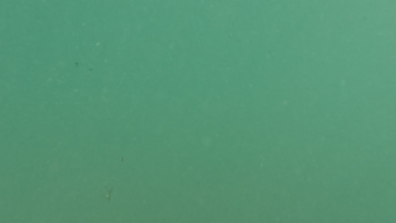 Murky green underwater water with faint particles and a small blue speck.