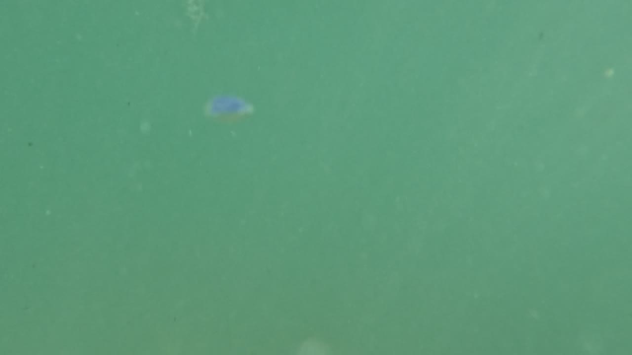 Soft green underwater frame in Baja California, Mexico with faint pale debris and tiny suspended particles across the water, no visible people.
