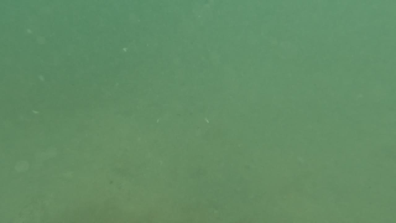 Murky green underwater view in Baja California, Mexico with soft haze, small suspended particles, and no visible people.