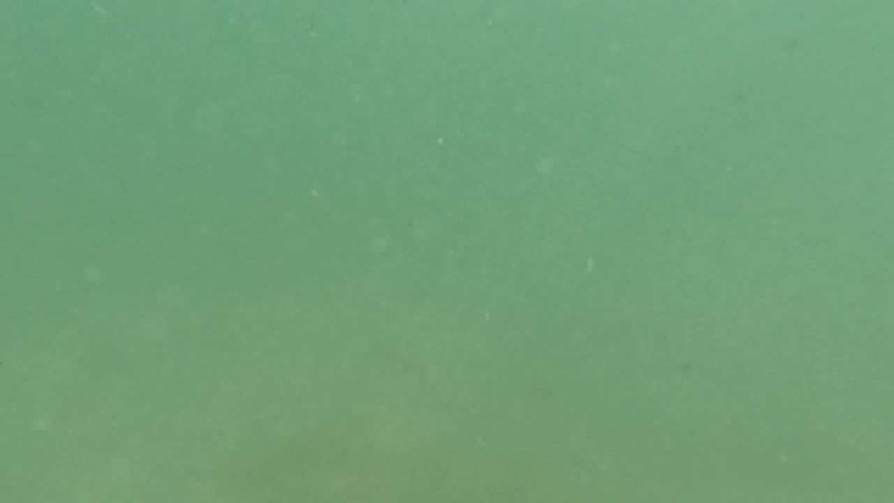Cloudy green water with floating specks and soft underwater light.